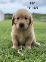 Tan Collar, a female Golden Retriever for sale in Ahoskie, NC – 2 of 2