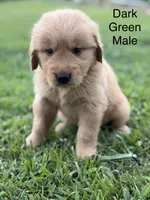 Dark Green Collar, a male Golden Retriever for sale in Ahoskie, NC – 1 of 2