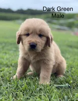 Dark Green Collar, a male Golden Retriever for sale in Ahoskie, NC – 2 of 2