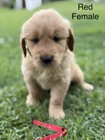 Red Collar, a female Golden Retriever for sale in Ahoskie, NC – 2 of 3
