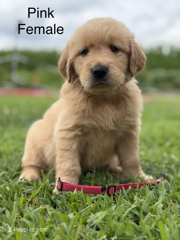 Pink Collar – Golden Retriever puppy for sale in Ahoskie, NC