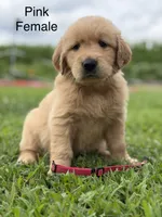 Pink Collar, a female Golden Retriever for sale in Ahoskie, NC – 1 of 2