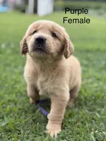 Purple Collar, a female Golden Retriever for sale in Ahoskie, NC – 2 of 3