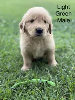 Light Green Collar, a male Golden Retriever for sale in Ahoskie, NC – 2 of 3