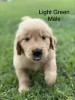 Light Green Collar, a male Golden Retriever for sale in Ahoskie, NC – 3 of 3