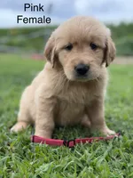 Pink Collar, a female Golden Retriever for sale in Ahoskie, NC – 2 of 2