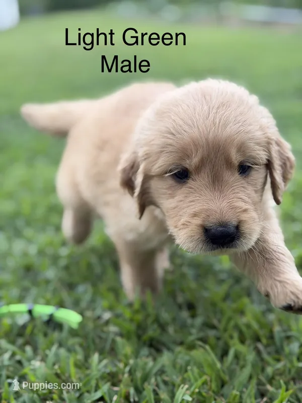 Light Green Collar – Golden Retriever puppy for sale in Ahoskie, NC