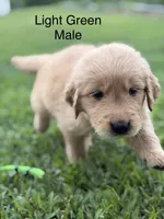 Light Green Collar, a male Golden Retriever for sale in Ahoskie, NC – 1 of 3