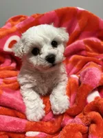 AKC REGISTERED MALE Bichon Frise , a male Bichon Frise for sale in Rochester, MN – Photo 1 of 3