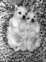 AKC REGISTERED MALE Bichon Frise , a male Bichon Frise for sale in Rochester, MN – Photo 3 of 3