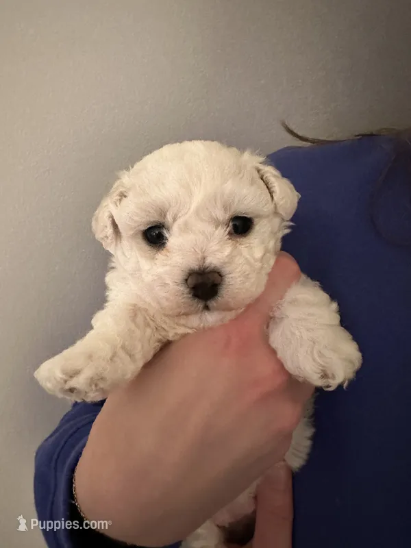 AKC Reg Male Bichon Frise