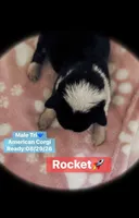 ROCKET - American Corgi, a male Cardigan Welsh Corgi and Pembroke Welsh Corgi for sale in Durant, OK – 6 of 7
