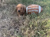 Patrick Mahomes- AKC-dad dna tested, a male Golden Retriever for sale in Durant, OK – 10 of 10