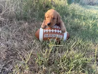 Patrick Mahomes- AKC-dad dna tested, a male Golden Retriever for sale in Durant, OK – 4 of 10