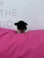 Tilip, a female Miniature Schnauzer for sale in Durant, OK – Photo 4 of 6