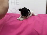 Tilip, a female Miniature Schnauzer for sale in Durant, OK – Photo 5 of 6