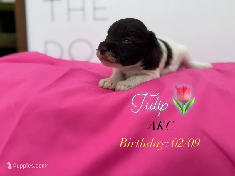 Tilip – Miniature Schnauzer puppy for sale in Durant, OK