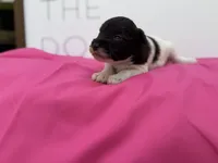 Tilip, a female Miniature Schnauzer for sale in Durant, OK – Photo 2 of 6