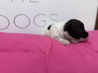 Tilip, a female Miniature Schnauzer for sale in Durant, OK – Photo 3 of 6