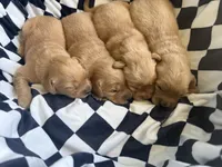 Ethel CKC, a female Golden Retriever for sale in Durant, OK – 2 of 5