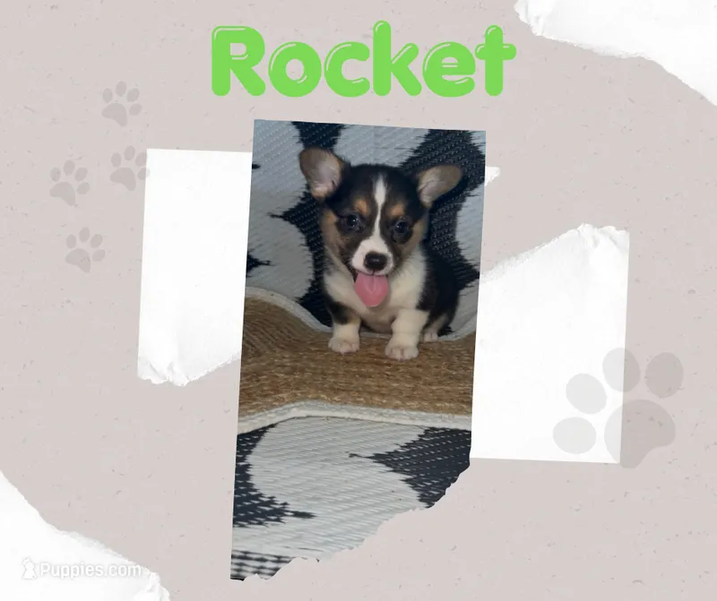 ROCKET - American Corgi – Cardigan Welsh Corgi, Pembroke Welsh Corgi puppy for sale in Durant, OK