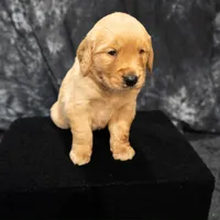 Caramel- AKC dad embark health, a male Golden Retriever for sale in Durant, OK – 2 of 4