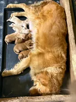 Blitz- AKC- Dad DNA tested, a female Golden Retriever for sale in Durant, OK – 6 of 7