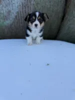 Daffy 🦆, a male Cardigan Welsh Corgi and Pembroke Welsh Corgi for sale in Durant, OK – Photo 6 of 10