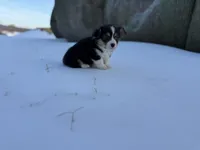 Daffy 🦆, a male Cardigan Welsh Corgi and Pembroke Welsh Corgi for sale in Durant, OK – Photo 8 of 10