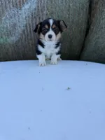 Daffy 🦆, a male Cardigan Welsh Corgi and Pembroke Welsh Corgi for sale in Durant, OK – Photo 2 of 10