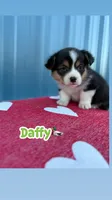 Daffy 🦆, a male Cardigan Welsh Corgi and Pembroke Welsh Corgi for sale in Durant, OK – Photo 4 of 10