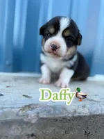 Daffy 🦆, a male Cardigan Welsh Corgi and Pembroke Welsh Corgi for sale in Durant, OK – Photo 3 of 10
