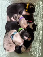 ✨Sparkle✨, a female Cardigan Welsh Corgi and Pembroke Welsh Corgi for sale in Durant, OK – 9 of 10