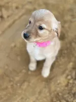 Hazel AKC- Mom Health tested, a female Golden Retriever for sale in Durant, OK – Photo 1 of 8