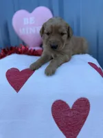 Hazel AKC- Mom Health tested, a female Golden Retriever for sale in Durant, OK – Photo 5 of 8