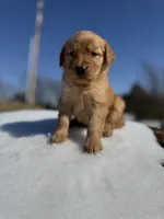 Hazel AKC- Mom Health tested, a female Golden Retriever for sale in Durant, OK – Photo 6 of 8