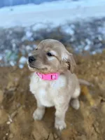 Hazel AKC- Mom Health tested, a female Golden Retriever for sale in Durant, OK – Photo 2 of 8