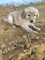 Hazel AKC- Mom Health tested, a female Golden Retriever for sale in Durant, OK – Photo 3 of 8