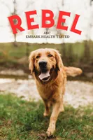 Maple- AKC- - Both parents DNA Health, a female Golden Retriever for sale in Durant, OK – 8 of 9