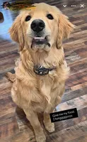 Ethel CKC, a female Golden Retriever for sale in Durant, OK – 5 of 5