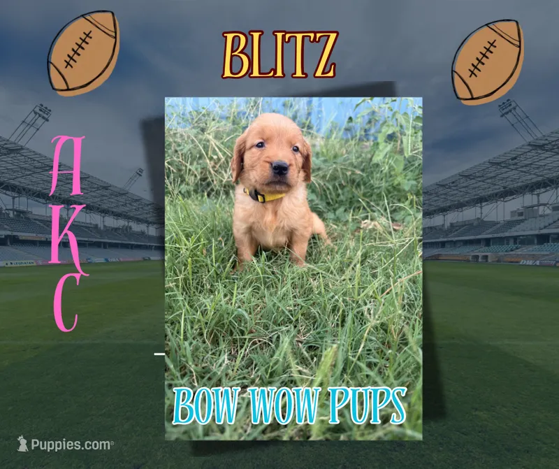 Blitz- AKC- Dad DNA tested – Golden Retriever puppy for sale in Durant, OK