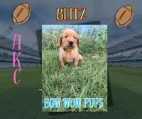Blitz- AKC- Dad DNA tested, a female Golden Retriever for sale in Durant, OK – 1 of 7