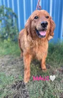 Daisy CKC, a female Golden Retriever for sale in Durant, OK – 5 of 6