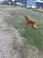Wendy AKC Adult, a female Golden Retriever for sale in Durant, OK – 3 of 3