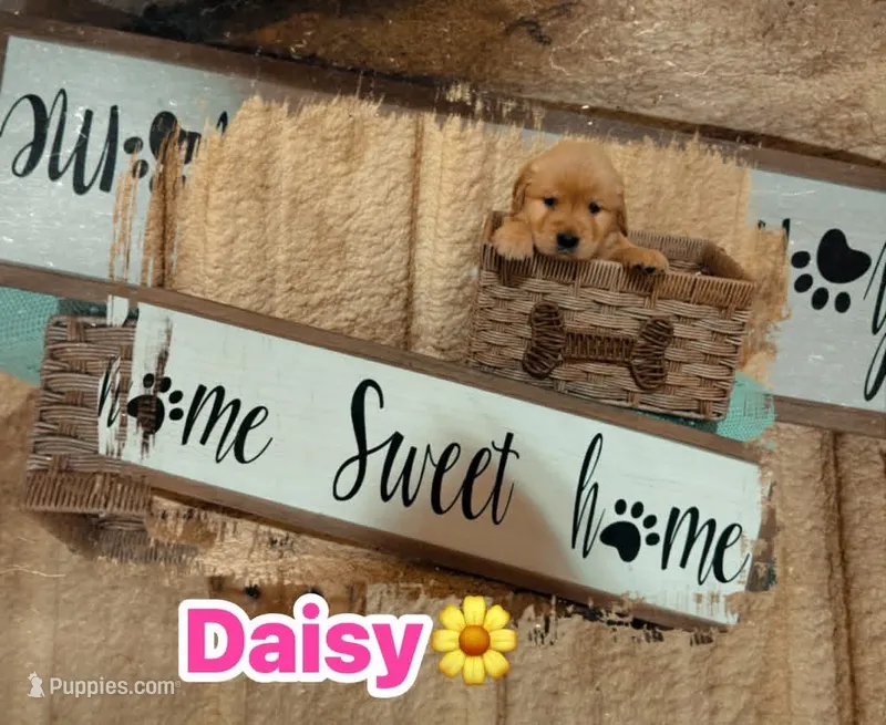 Daisy CKC – Golden Retriever puppy for sale in Durant, OK