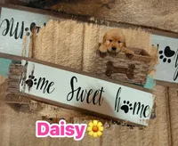 Daisy CKC, a female Golden Retriever for sale in Durant, OK – 4 of 10