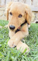 Jaxon AKC  Health Tested Clear, a male Golden Retriever for sale in Durant, OK – 4 of 5