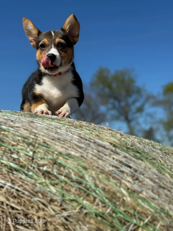 Lady Liberty- American Corgi DiScOuNtEd – Cardigan Welsh Corgi, Pembroke Welsh Corgi puppy for sale in Durant, OK