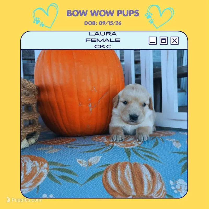 Laura-CKC – Golden Retriever puppy for sale in Durant, OK