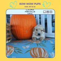 Laura-CKC, a male Golden Retriever for sale in Durant, OK – 1 of 2
